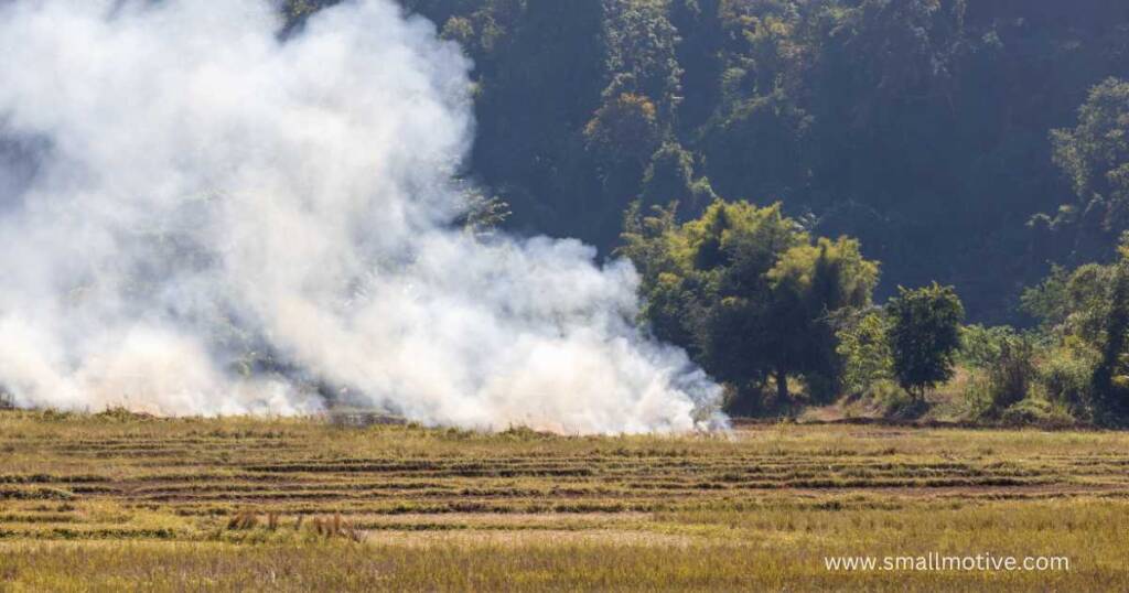 shifting cultivation