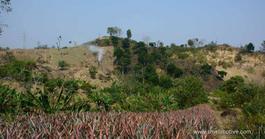 shifting cultivation