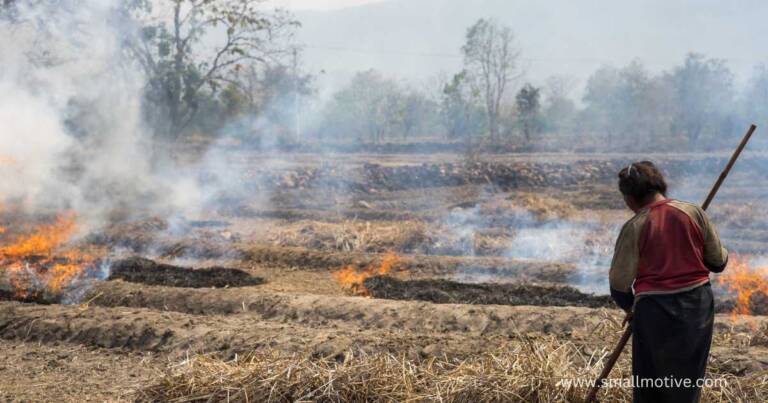 shifting cultivation