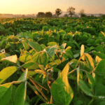 soybean farming