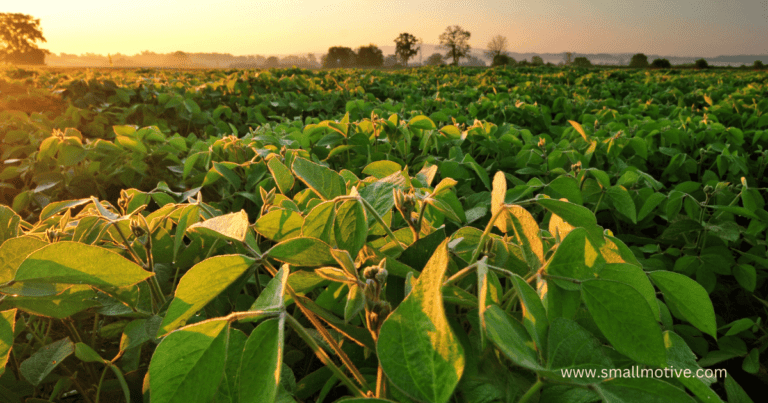 soybean farming