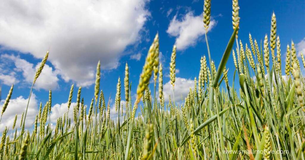 wheat farming